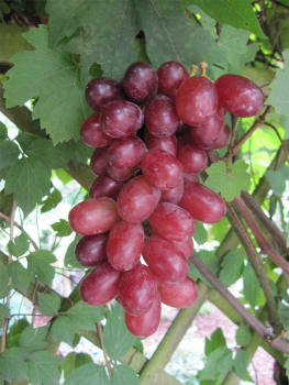 anspruchslose Weinrebe mit roséfarbenen und k ... Vitis labrusca Vineland Rosé 