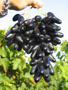 Vitis vinifera Kyoho gute Pilztoleranz dunkelrote Pflaumentraube Weinrebe Tafeltraube 