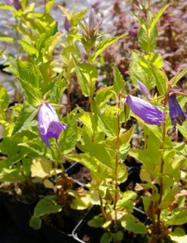 Die ganze Staudepracht der Wald-Glockenblume