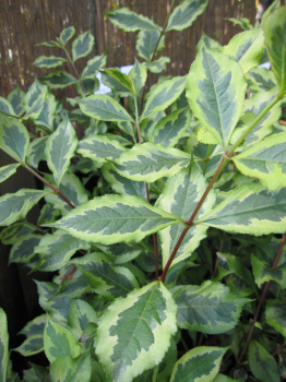 Weigela florida Magical Rainbow® - Weigelie Magical  Rainbow® - zeigt grüne Blätter, die mit einem gelben Rand versehen sind. Dieser verfärbt sich im Laufe des Jahres leicht rosa.