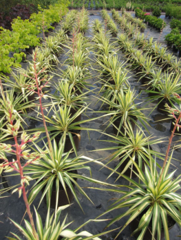 Gartenlilie Golden Sword pflanzen