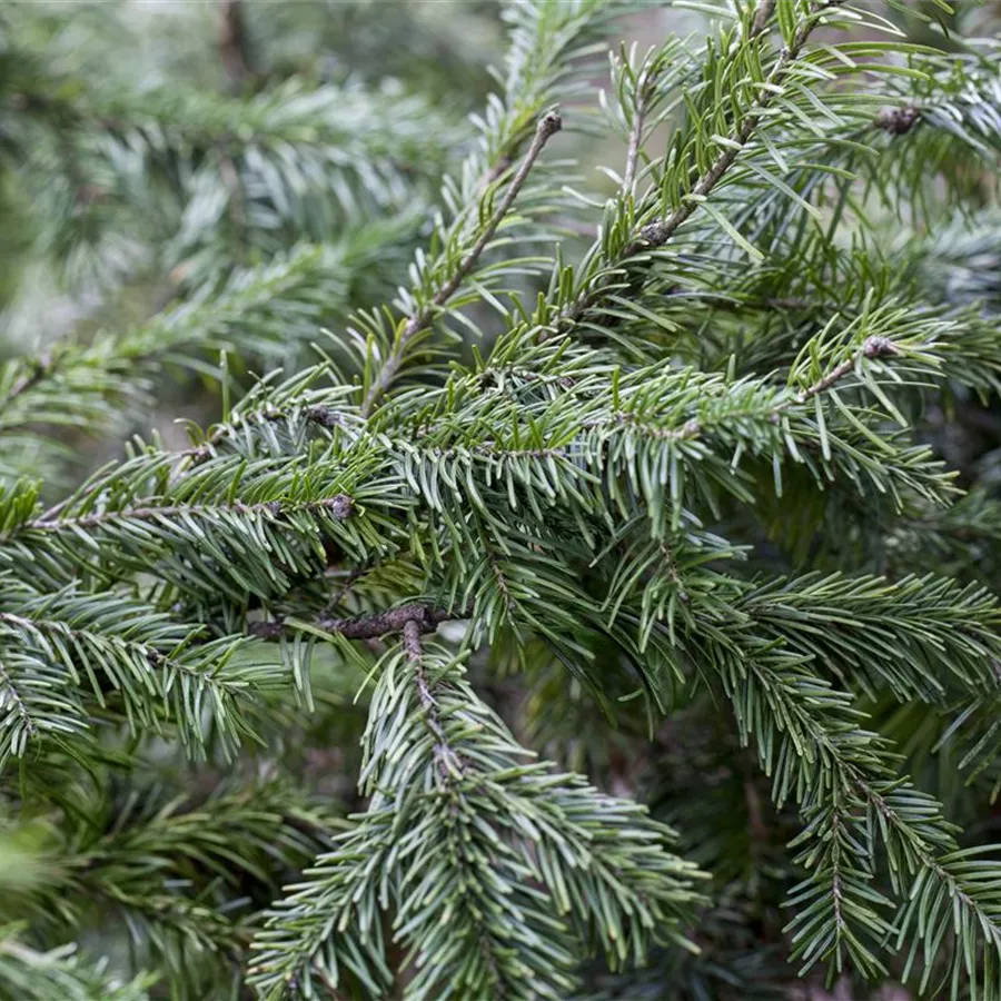 Abies Sachalinensis Sachalin Tanne Abies Sachalinensis Sachalin Tanne