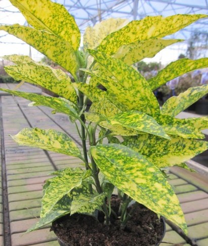 Aucuba japonica Golden King - japanische Aucube Golden King