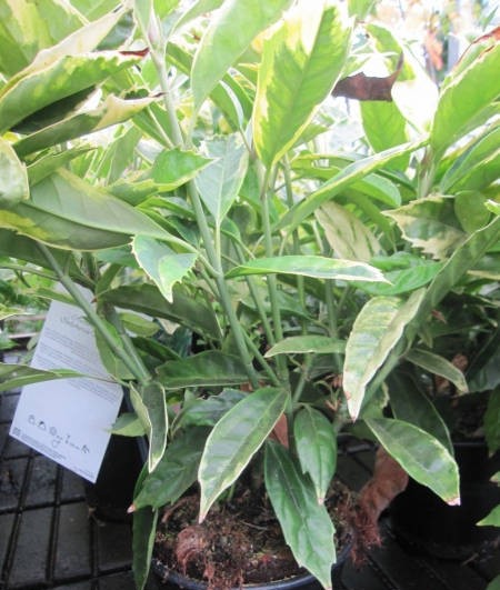 Japanische Aukube Sulphurea Marginata / Goldorange - Aucuba japonica -  40-60cm