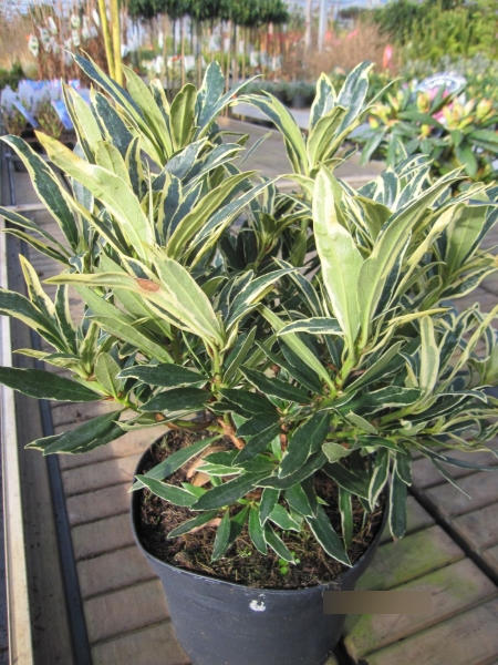 Rhododendron ponticum Variegatum - pontische Rhododendron