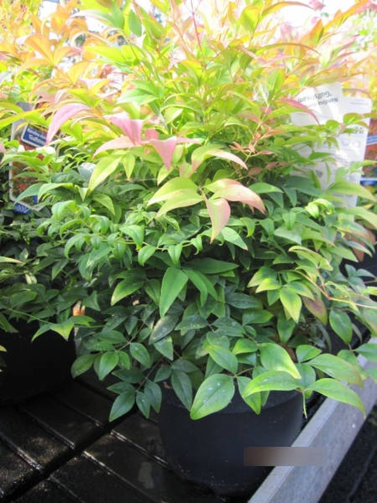 Nandina domestica Gulf Stream - Himmelsbambus Gulf Stream