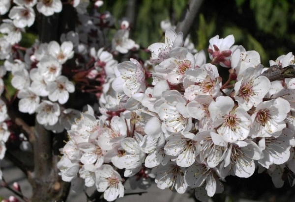 Prunus Trailblazer Zier- Blutpflaume Obstbaum Pflaumenbaum aromatische und  süßliche Früchte