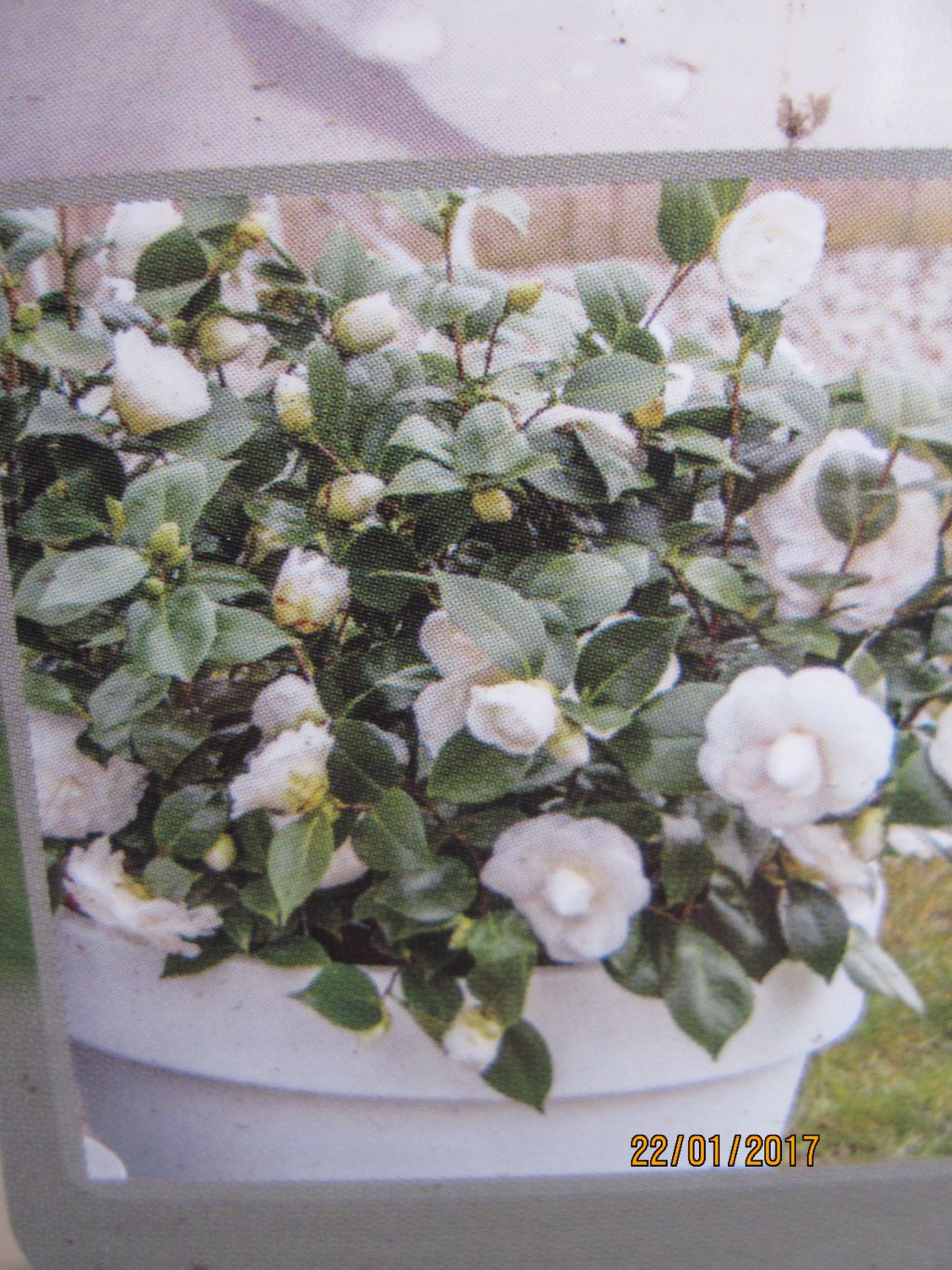 Japanische Kamelie Dahlonega Camellia japonica Dahlonega 