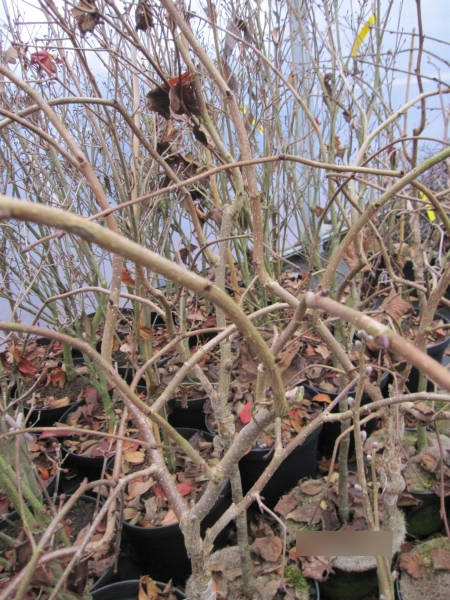 Corylus avellana Purple Umbrella - Rotblaettrige Haselnuss