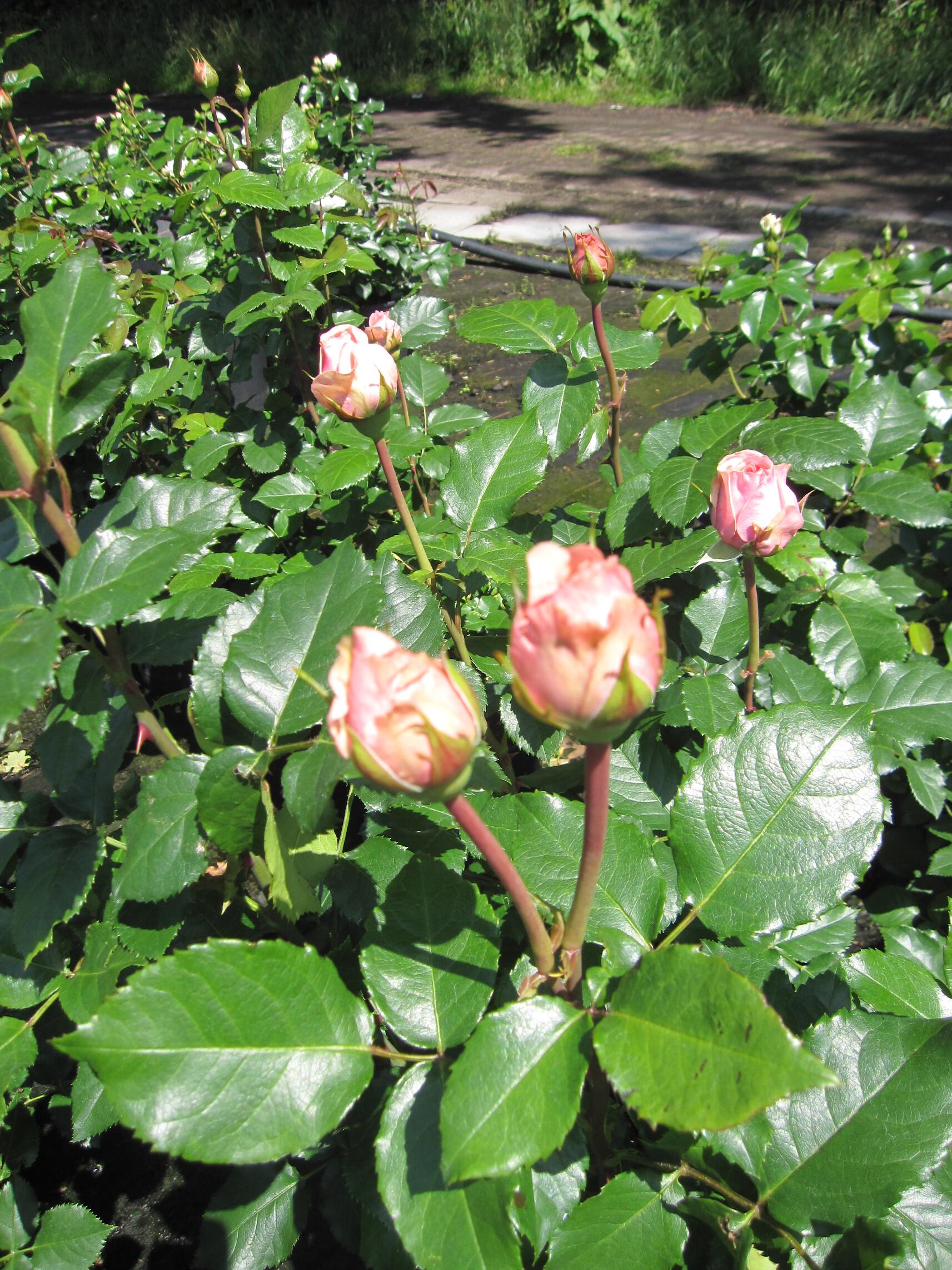 Rosa Amorosa ® - Edelrose Amorosa - Kordes Rose