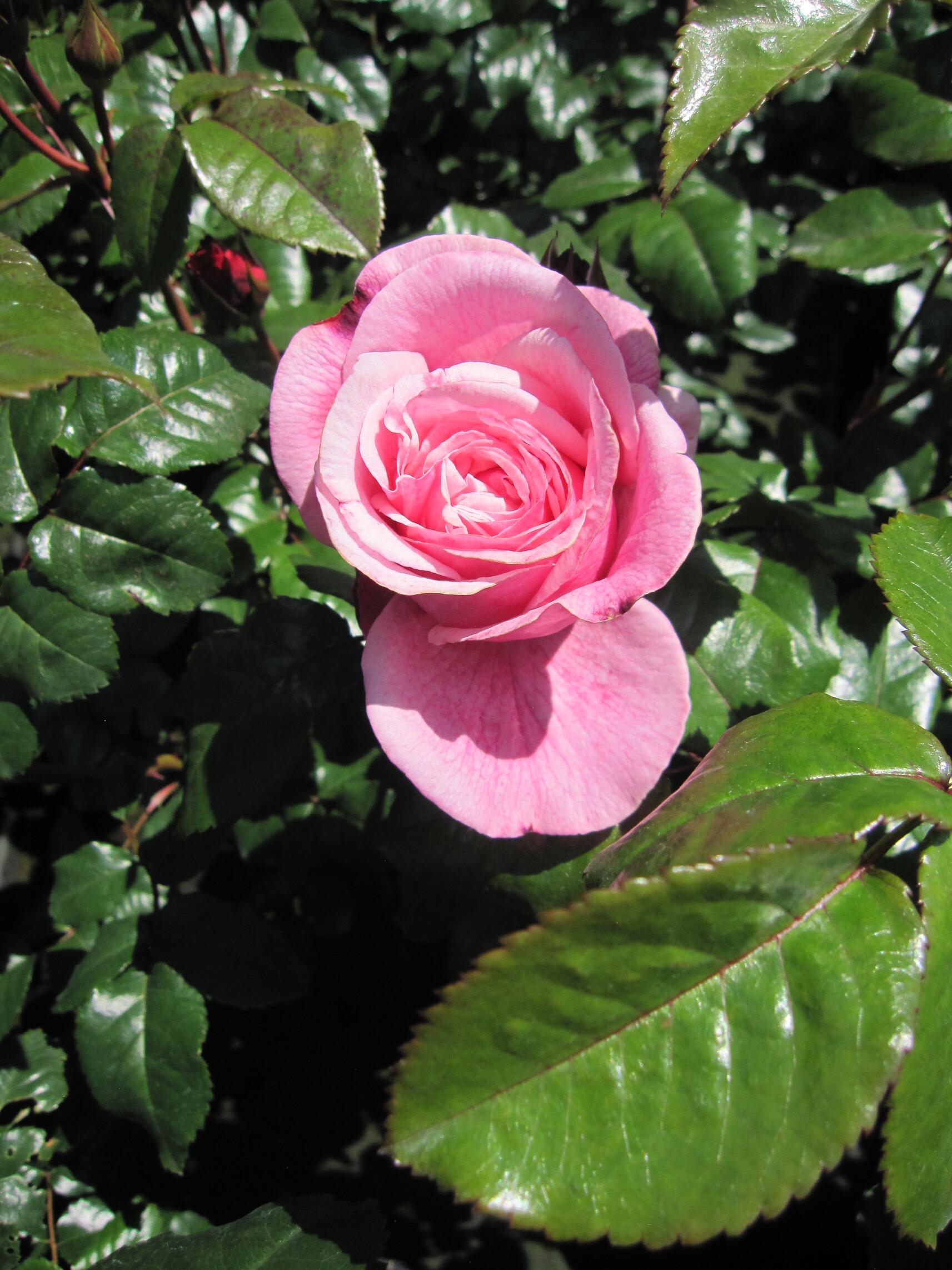Rosa Wildberry ® - Edelrose Wildberry - Tantau Rose