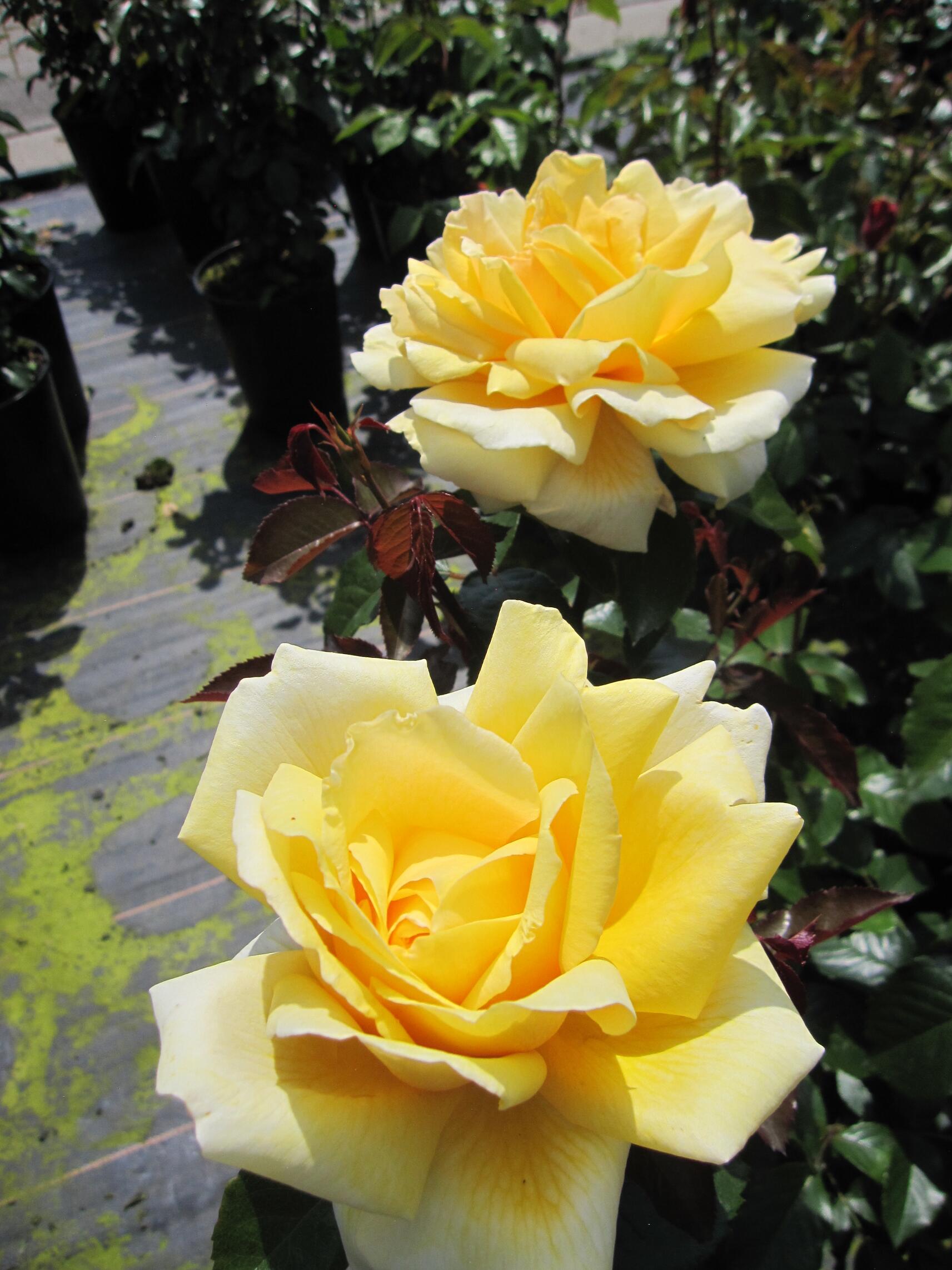 Rosa Winter Sun ® - Edelrose Winter Sun ® - Kordes Rose - Eleganza ...