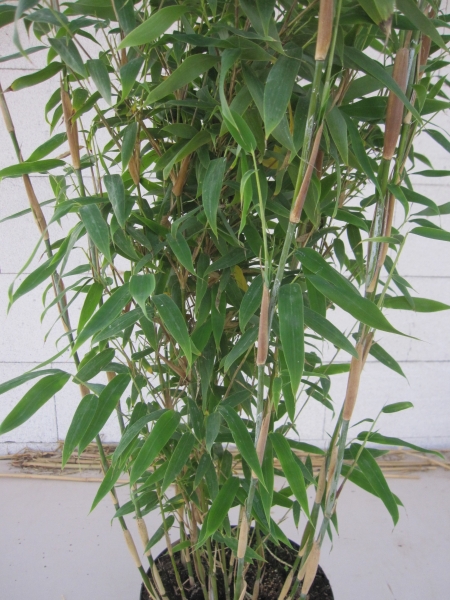 Fargesia robusta Campbell - robuster Heckenbambus