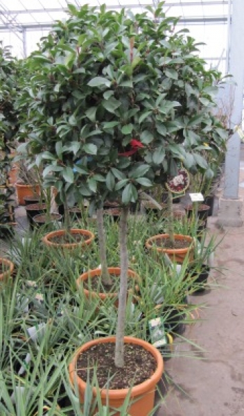 rugosum philodendron Philodendron rugosum main image 1