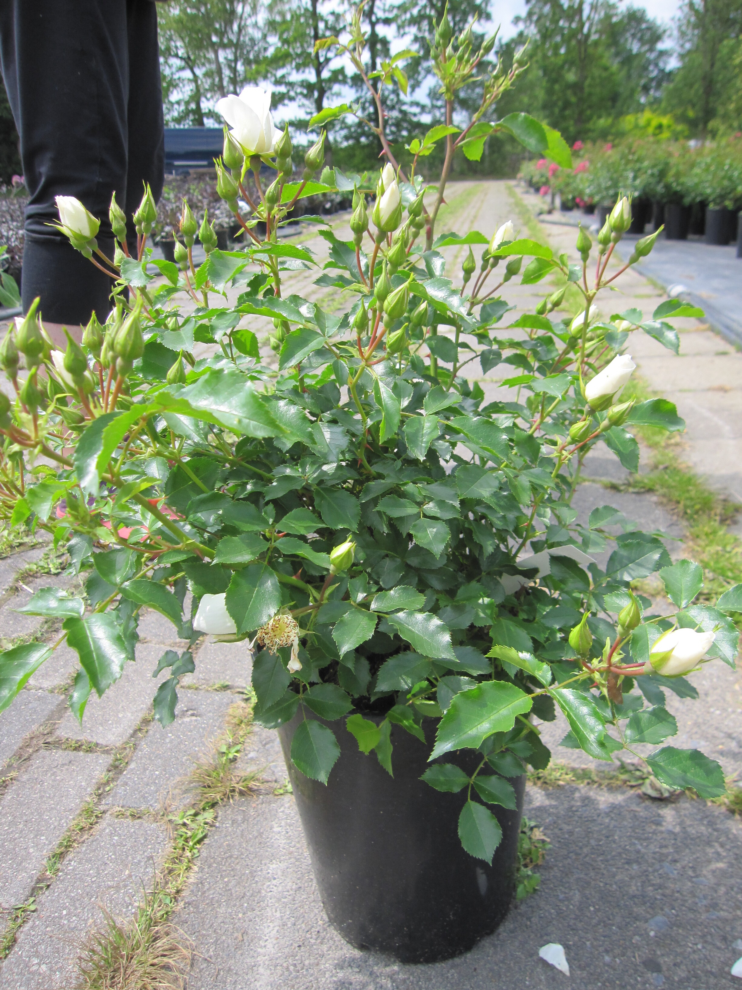 Kleinstrauchrose Schneeflocke ® - Rosa Schneeflocke ® - Noack Rose ...