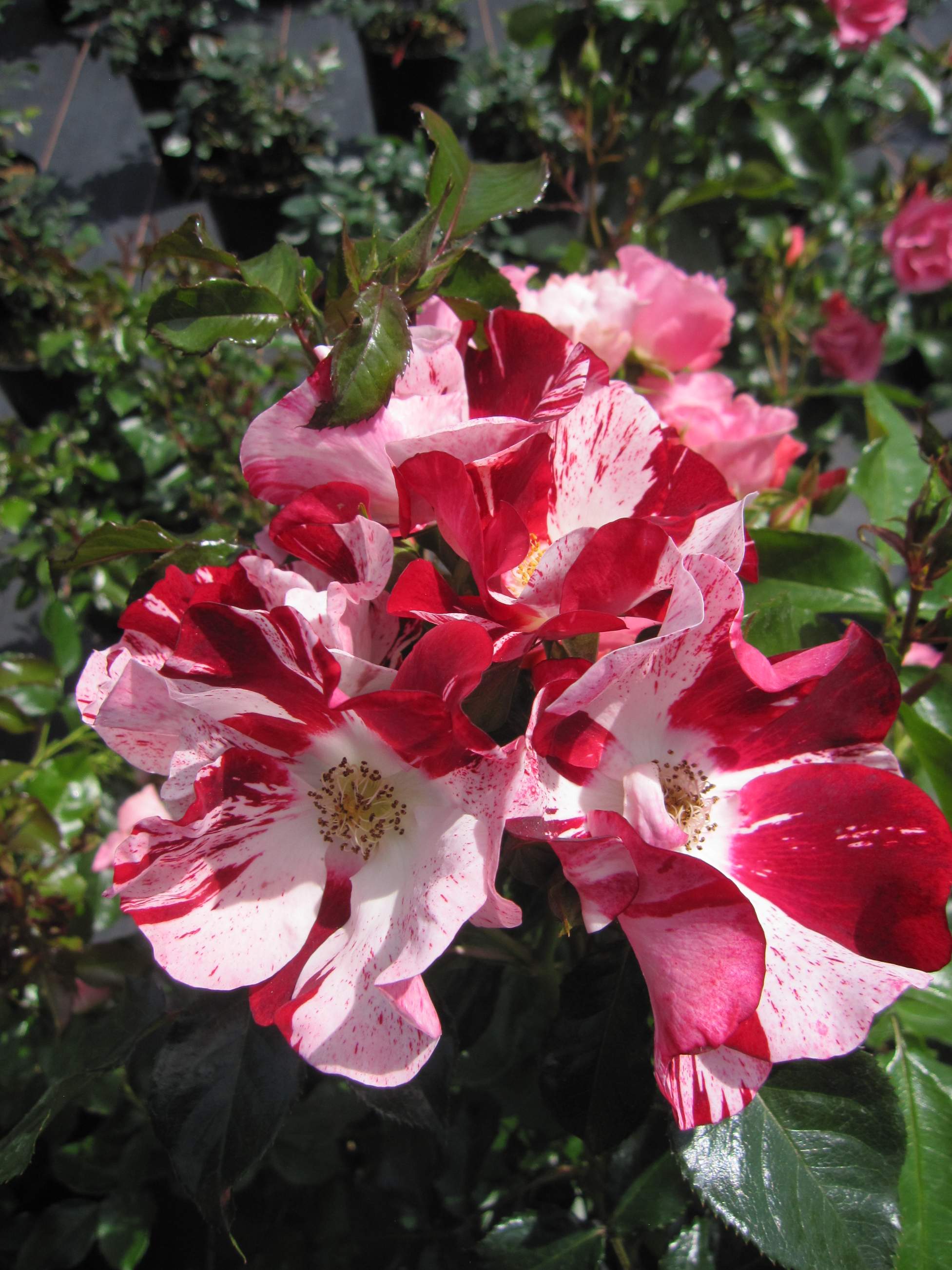 Hochstammrose Simsalabim ® - rot-weiß gestreift - Kordes Rosen - 90cm ...