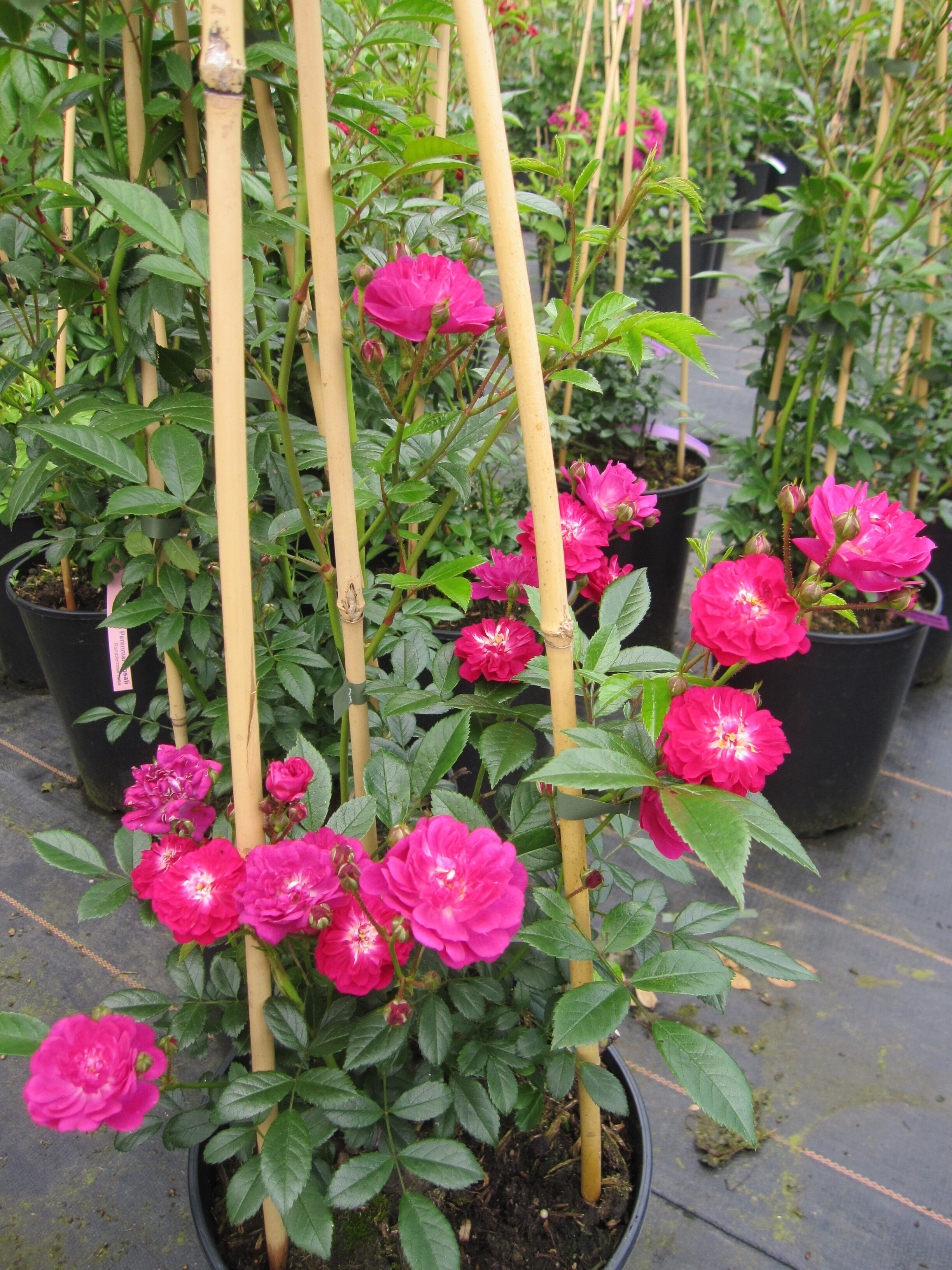 Ramblerrose Manhattan Blue ® - Rosa Manhattan Blue ® - Tantau Rose