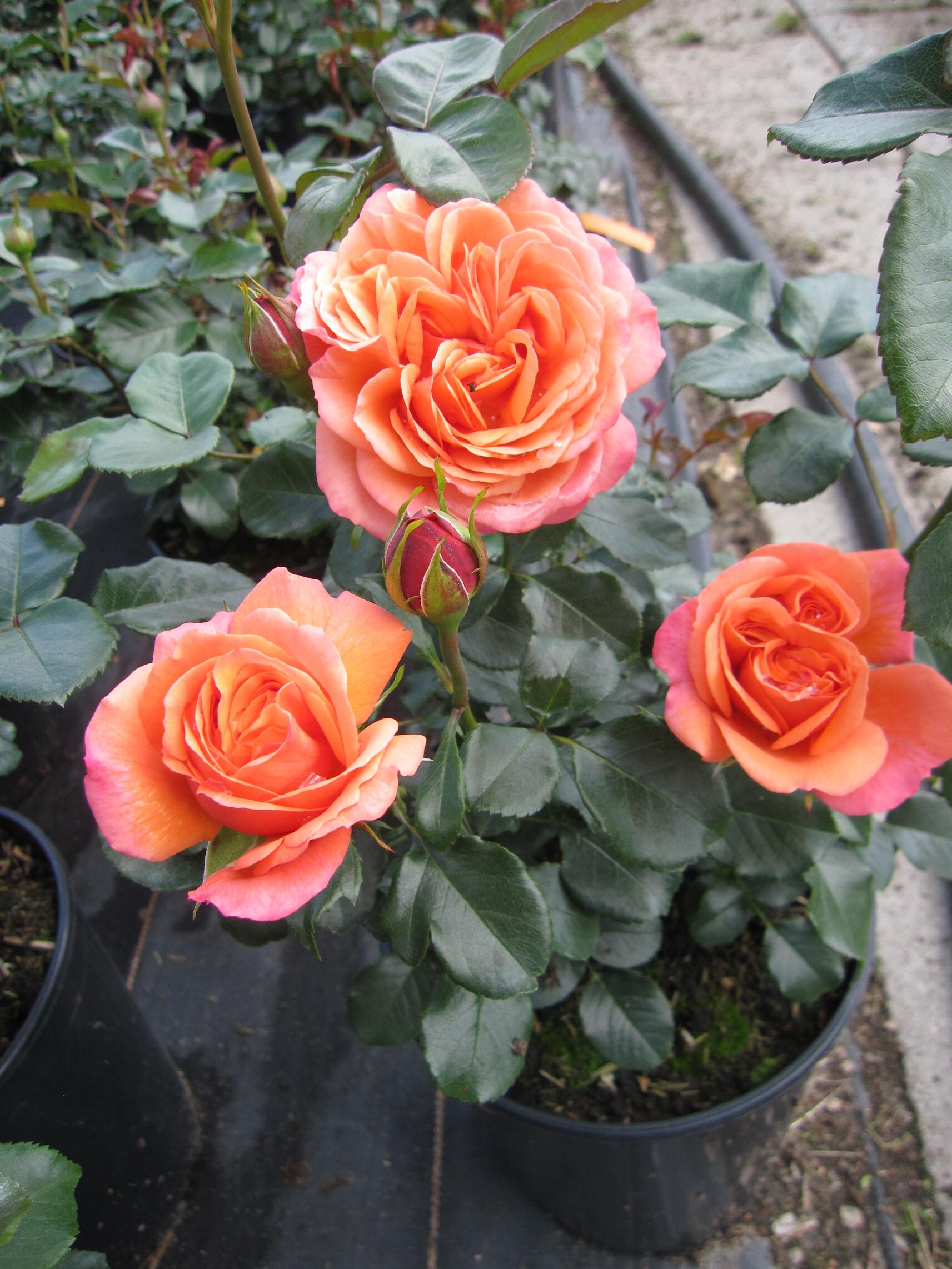 Rosa Coral Lions-Rose ® - Maerchenrose Coral Lions-Rose ® - Kordes Rose ...