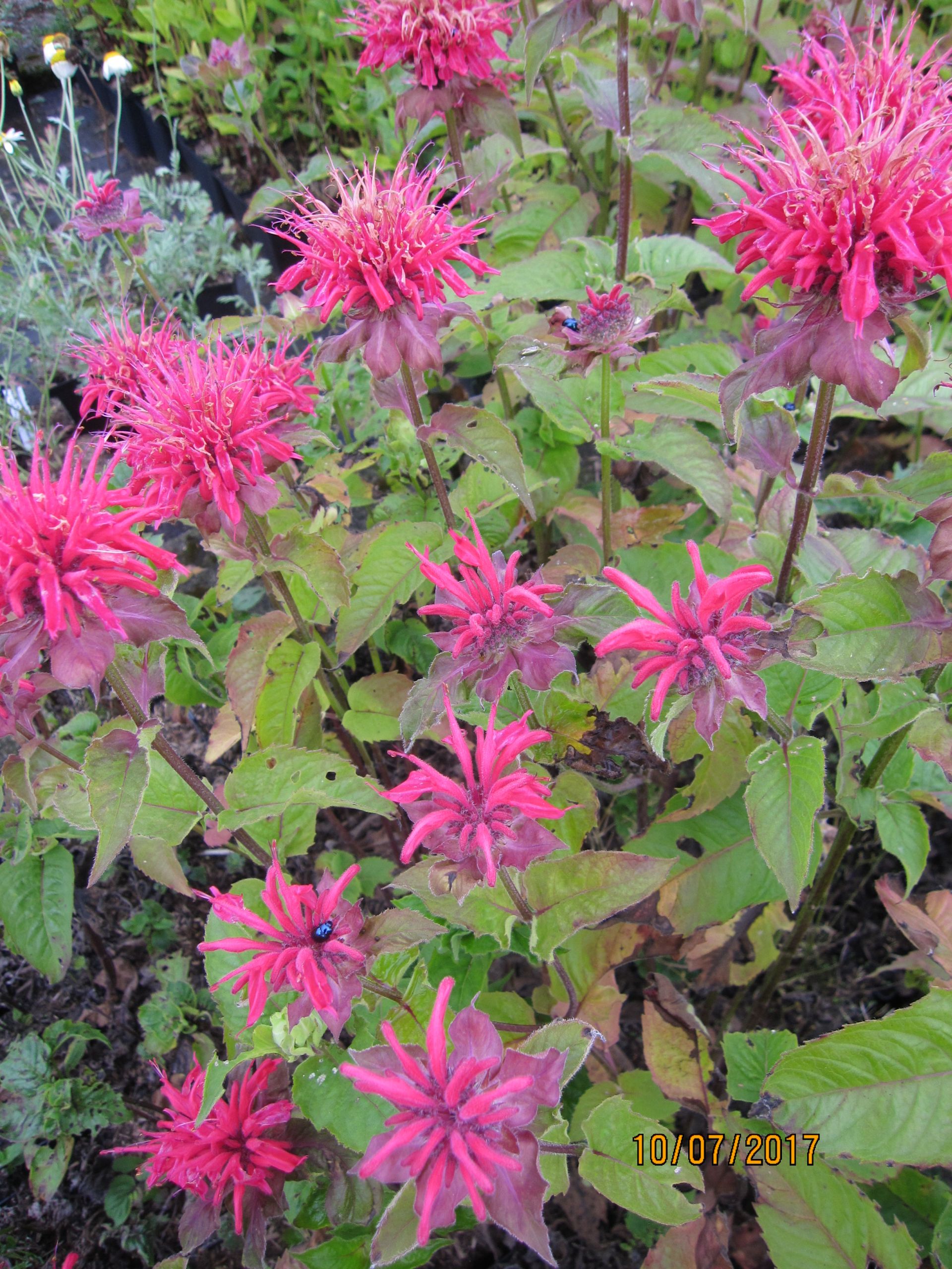 Monarda didyma Pink Supreme - Niedrige 