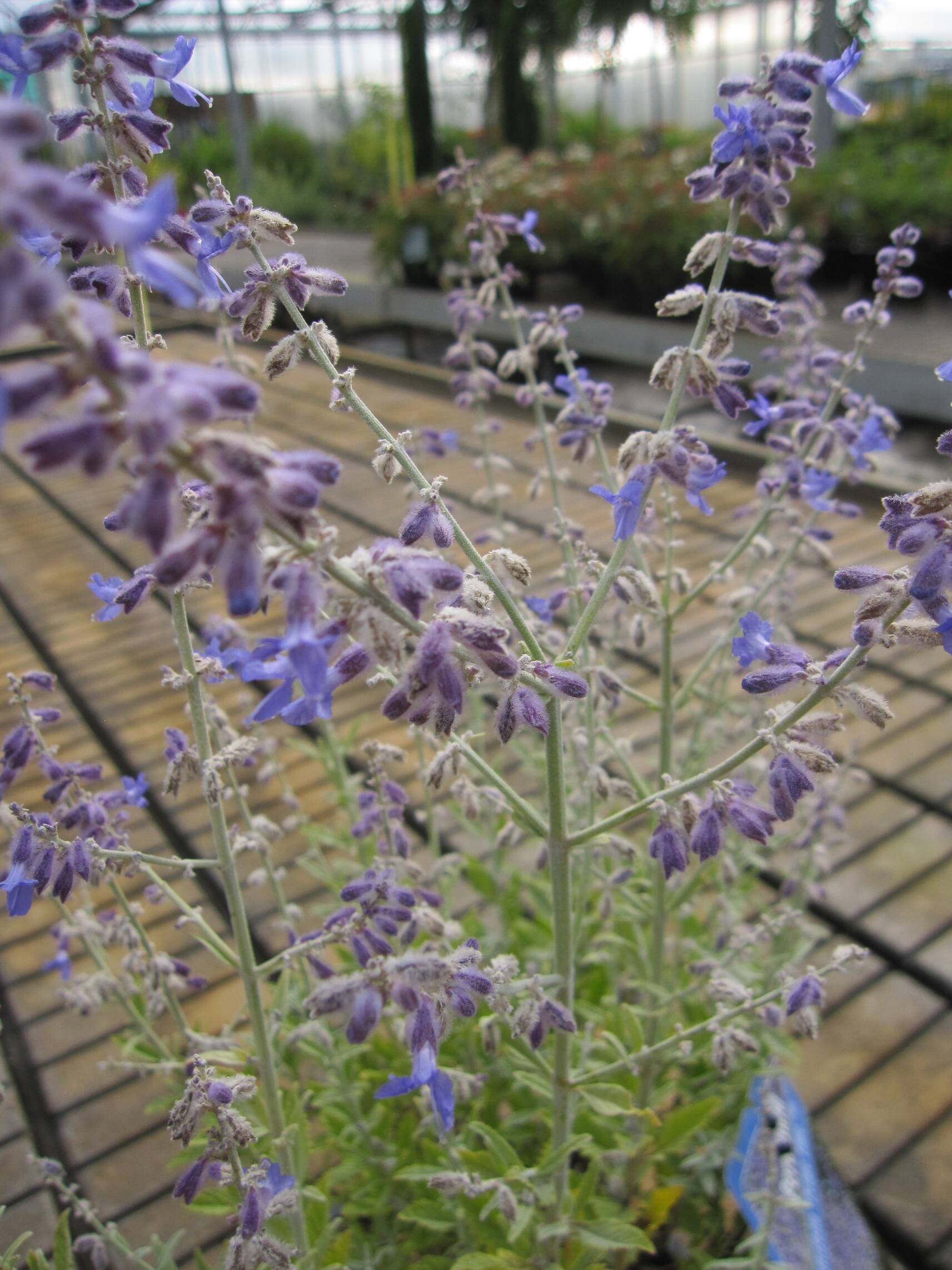 Perovskia atriplicifolia Prime Time Blauraute Russischer Salbei