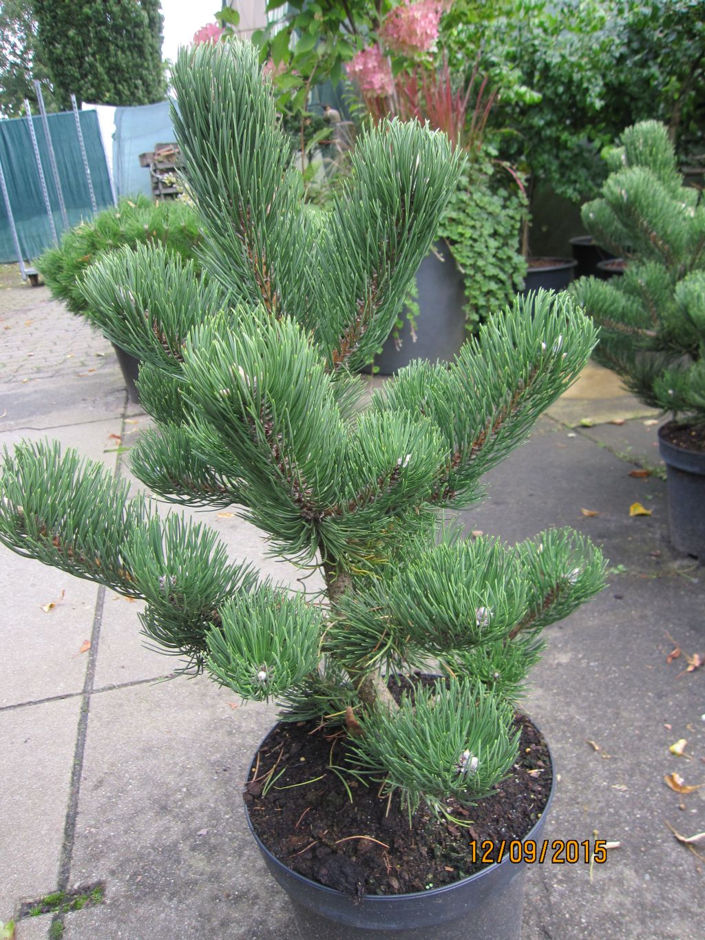 Pinus nigra Oregon Green Schwarzkiefer Oregon Green