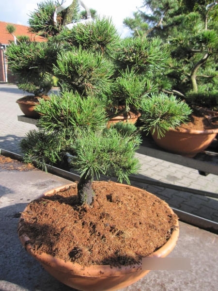 Haken-Kiefer Formschnitt Pompon - Pinus uncinata Formschnitt Pompon