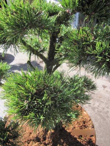 Haken-Kiefer Formschnitt Pompon - Pinus uncinata Formschnitt Pompon