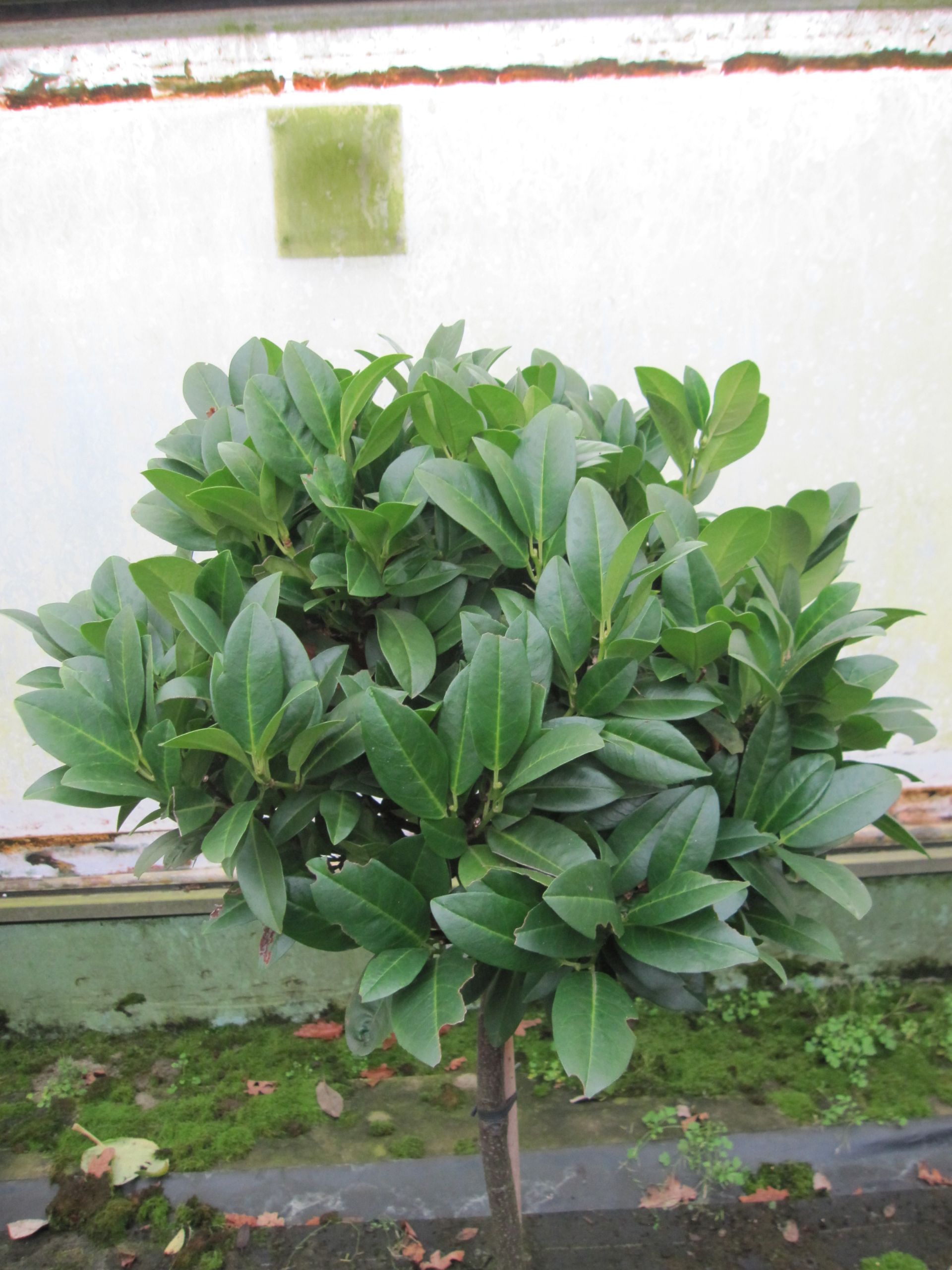 monstera ring Monstera Deliciosa Dainty Minimal Plant Ring – Plant Dosage LLC main image 1