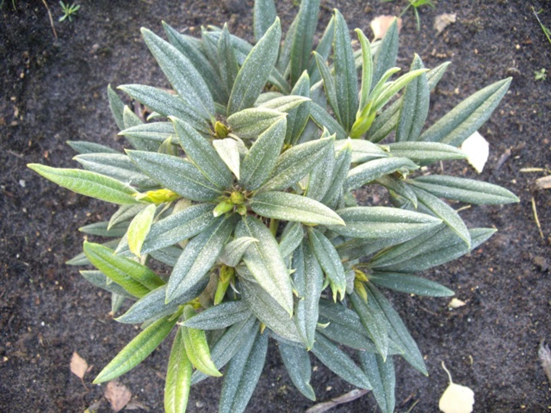 Rhododendron adenogynum - Wild Rhododendron