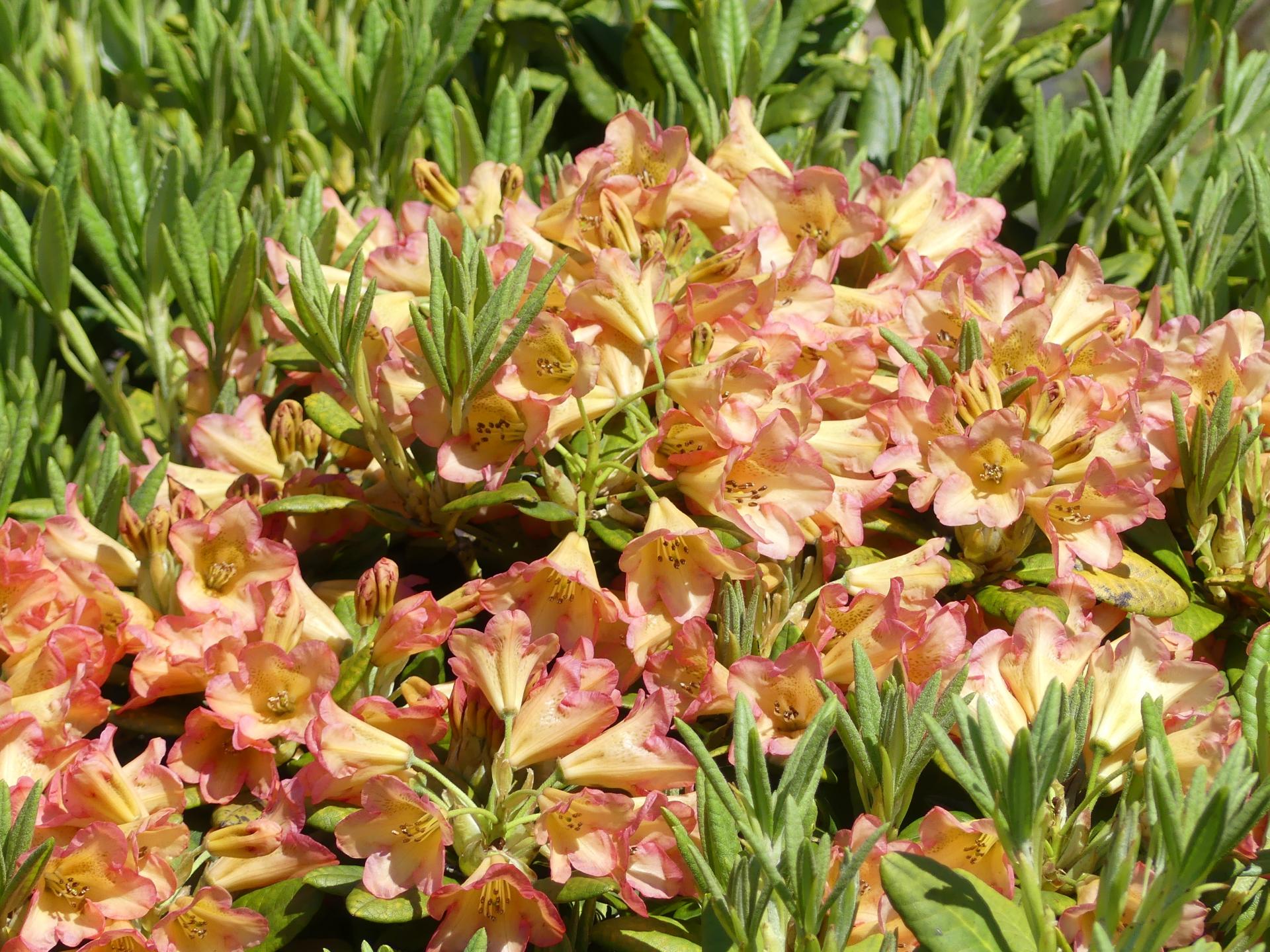 Rhododendron dichroanthum ssp. scyphocalyx - Wild Alpenrose