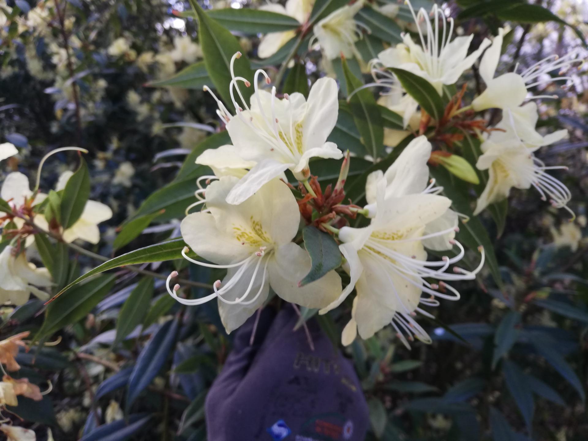 Wild Rhododendron / Alpenrose - Rhododendron lutescens -duftend-