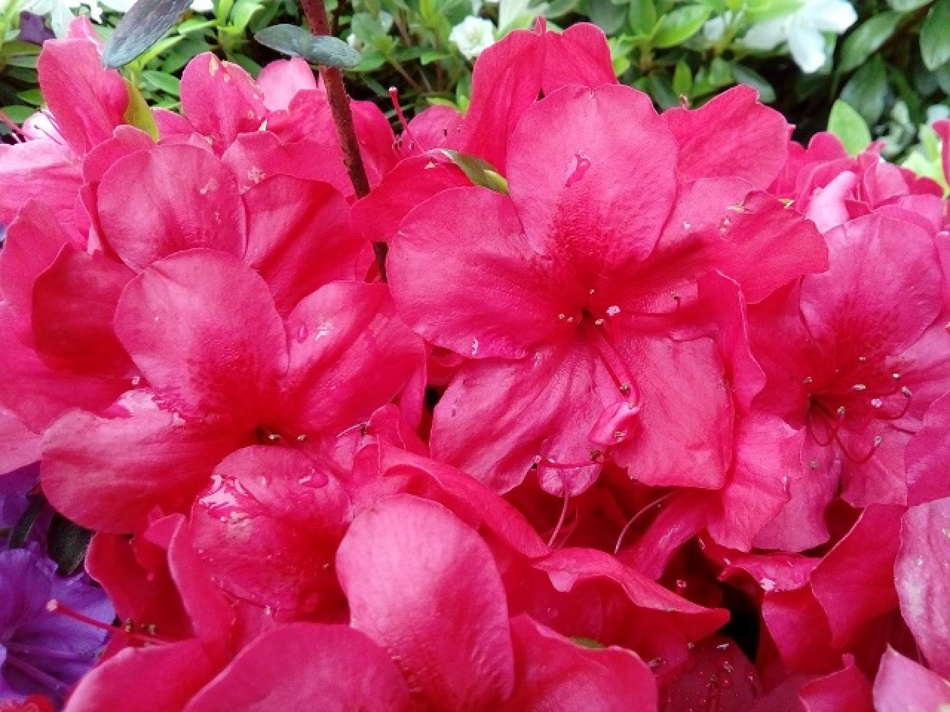 Japanische Azalee Muttertag - Rhododendron obtusum Muttertag Syn. Mother's  Day