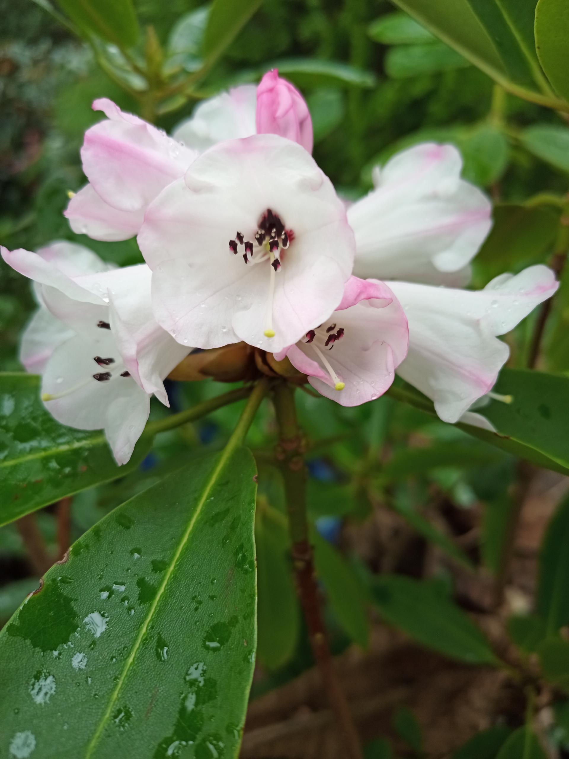 Rhododendron purdomii - Wild Rhododendron