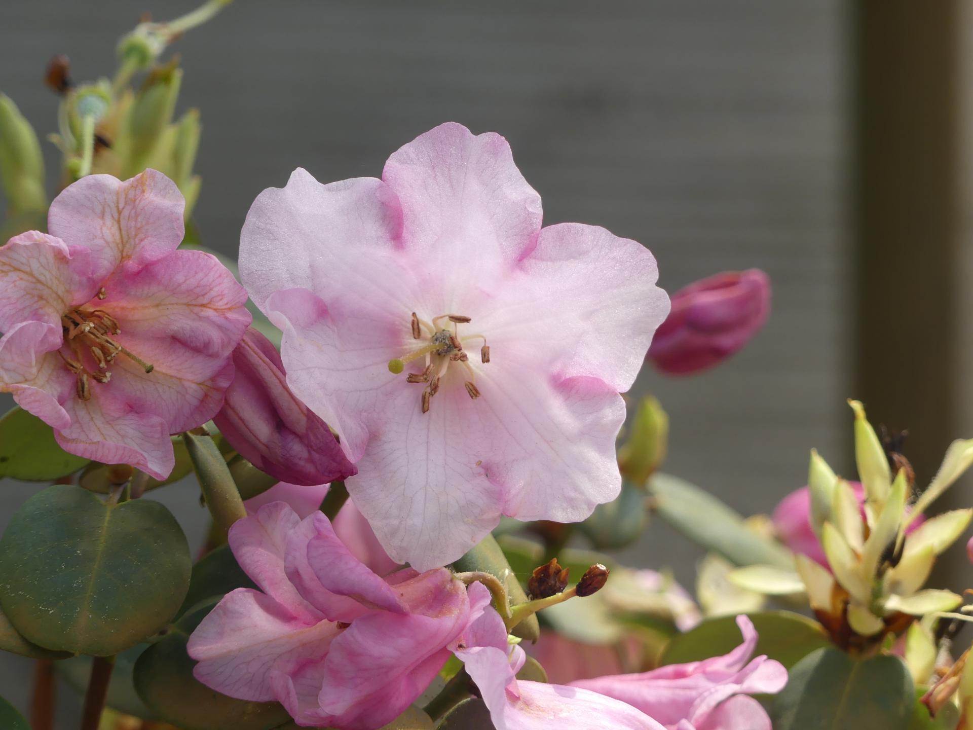 Rhododendron williamsianum Temple Bell - Wild Alpenrose