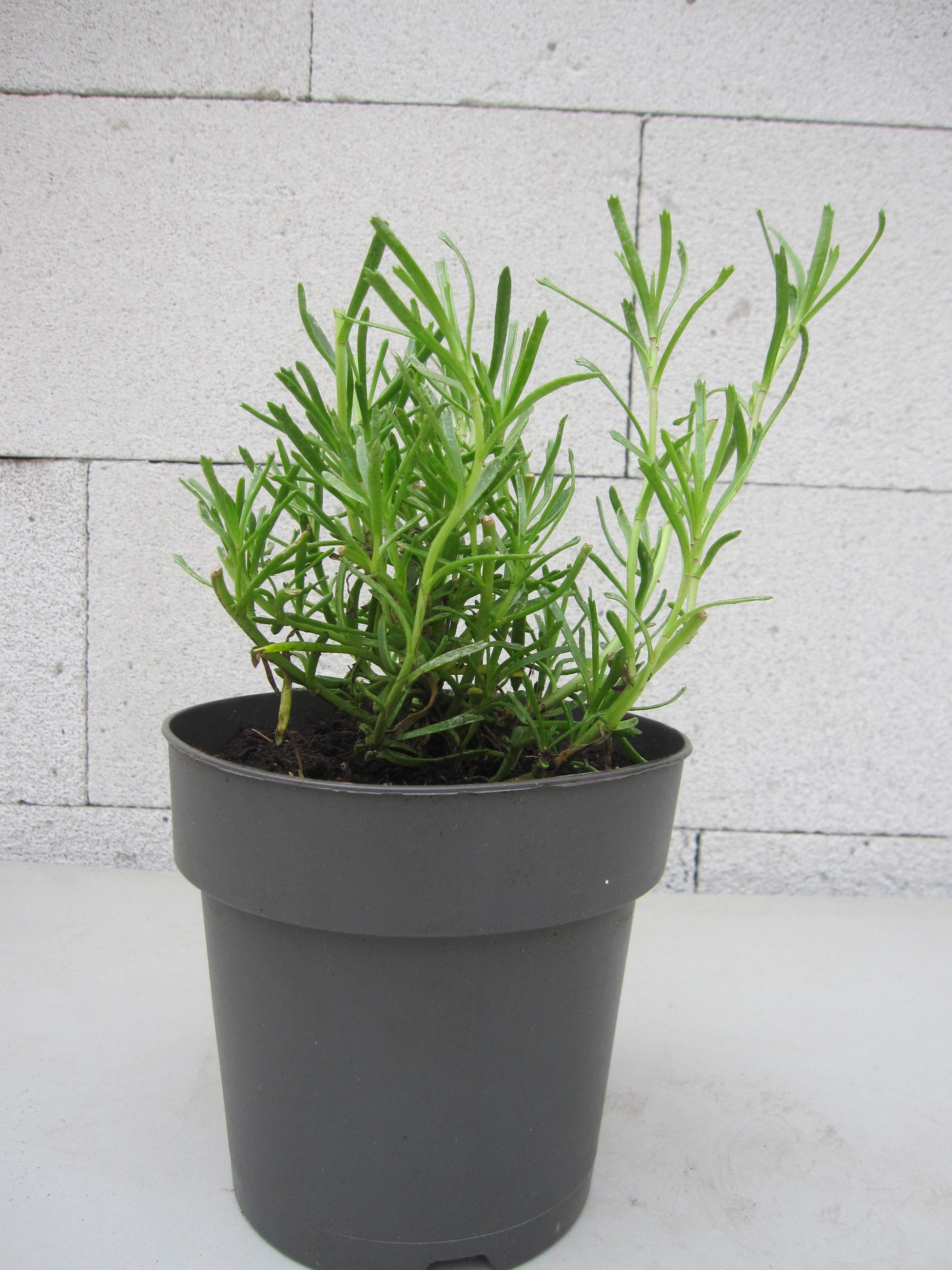 Salz-Alant - Strand-Alant - Inula crithmoides