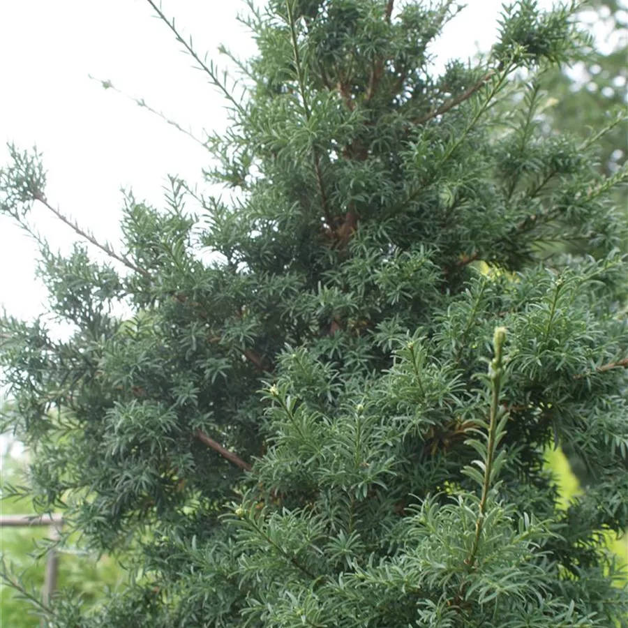 Saxegothaea conspicua Patagonische Eibe