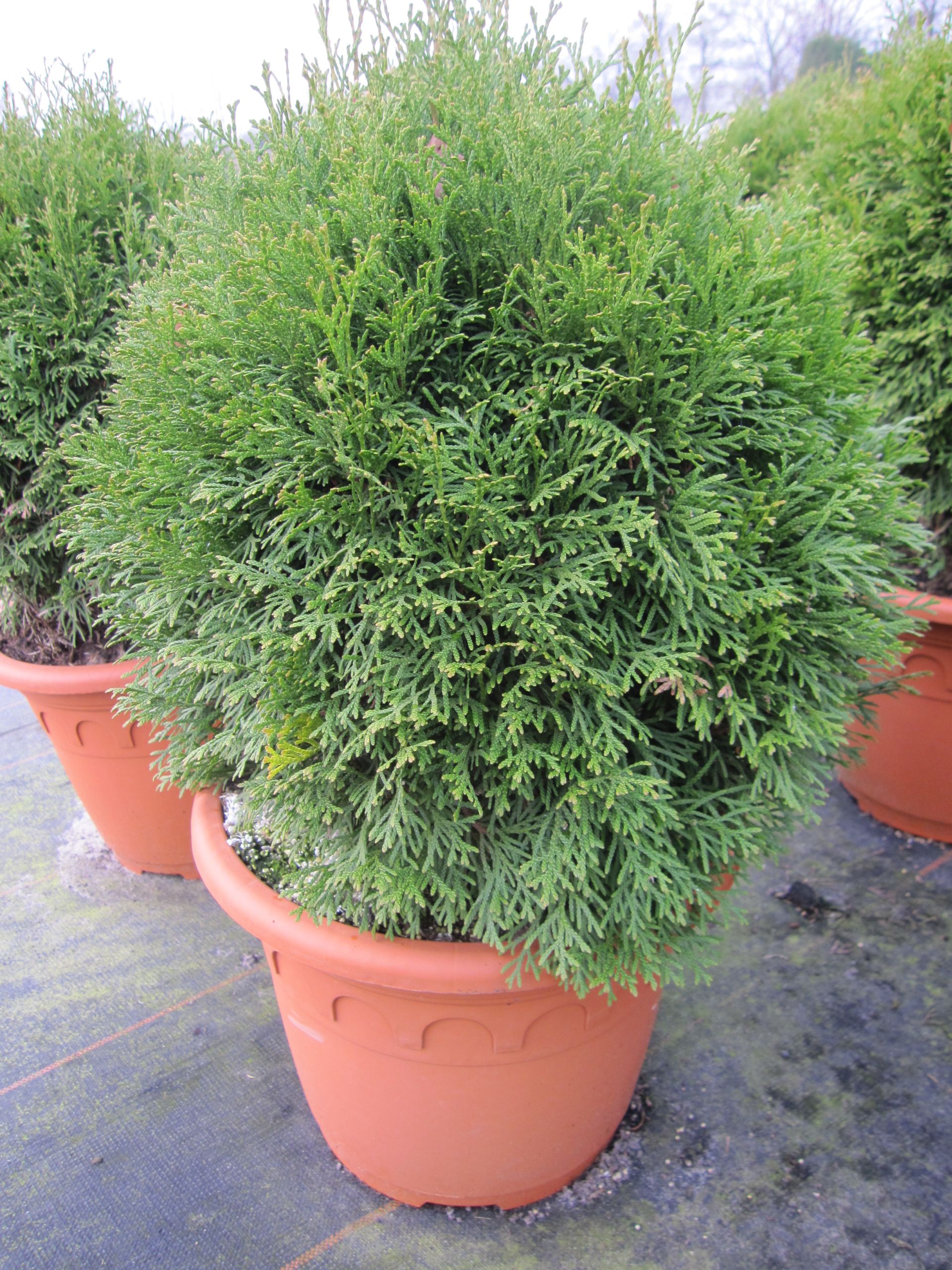 zimmerpflanzen mit orangen blüten Geißblatt 'Goldflame' kaufen main image 1