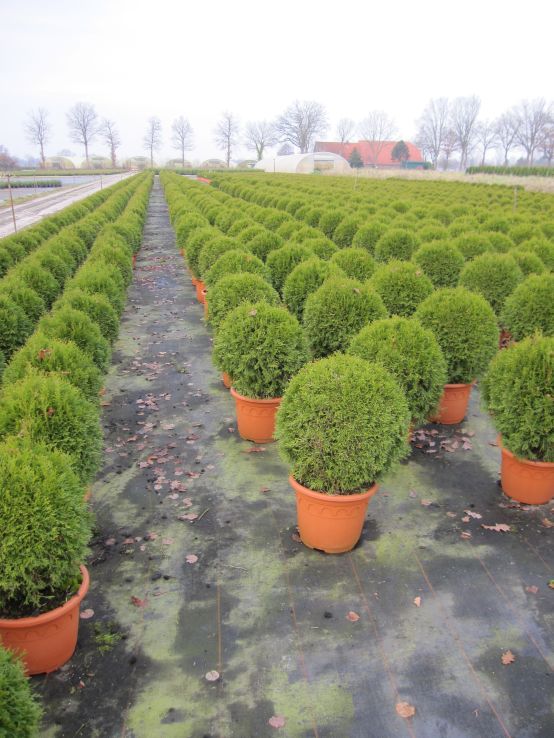 Lebensbaum Kugel Smaragd - Thuja occidentalis Smaragd
