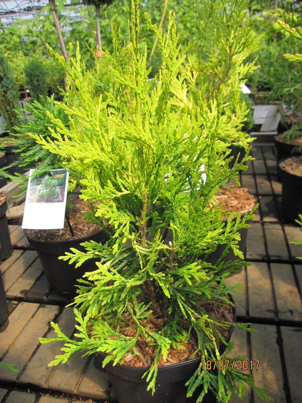 Thuja plicata Yellow Green Giant - gelber Lebensbaum Yellow Green Giant