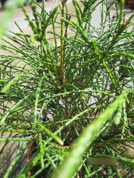 Thuja plicata Whipcord - Fadenlebensbaum Whipcord