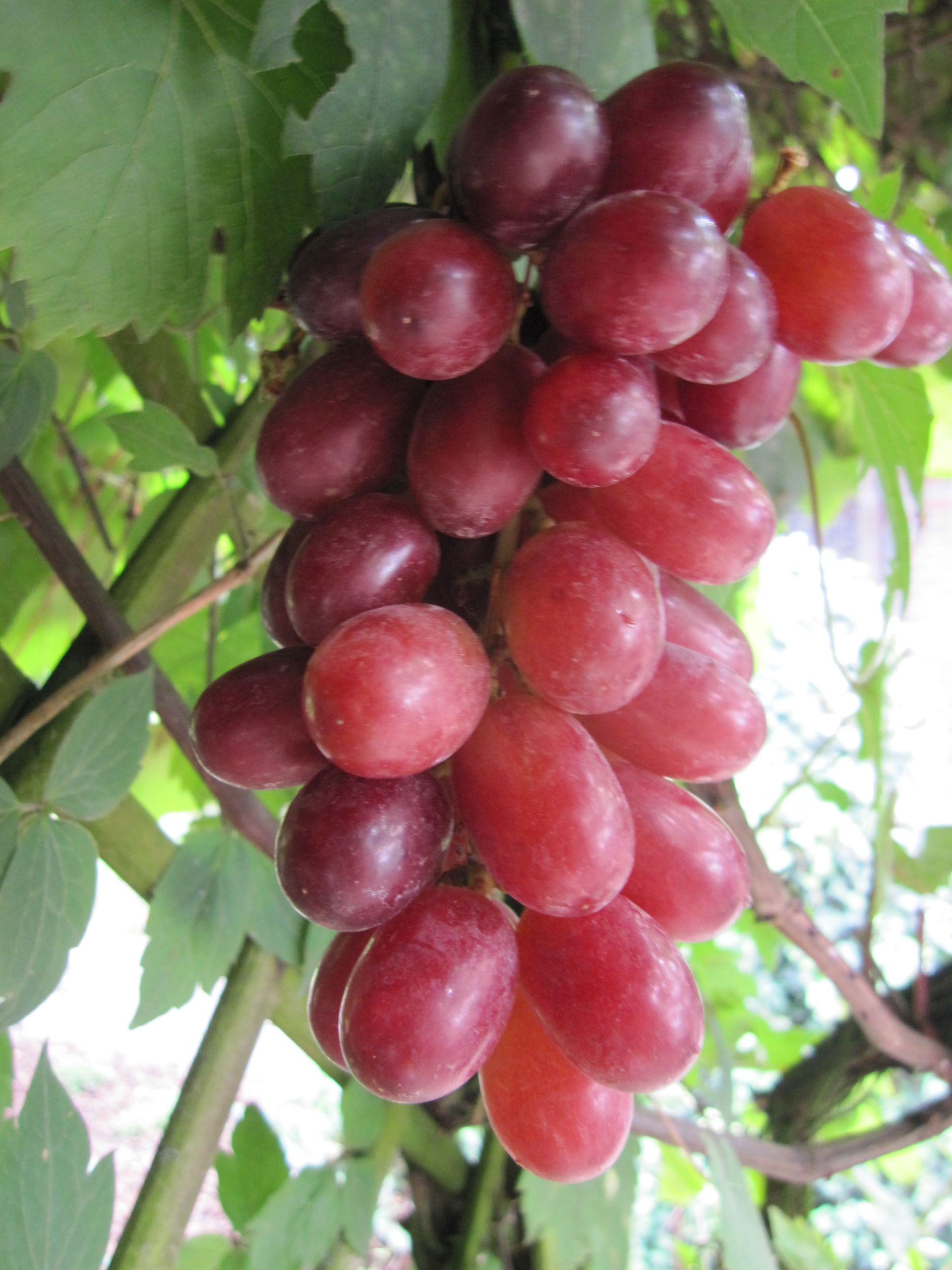 Vitis vinifera Kyoho gute Pilztoleranz dunkelrote Pflaumentraube Weinrebe Tafeltraube Vitis vinifera Kyoho gute Pilztoleranz dunkelrote Pflaumentraube Weinrebe Tafeltraube