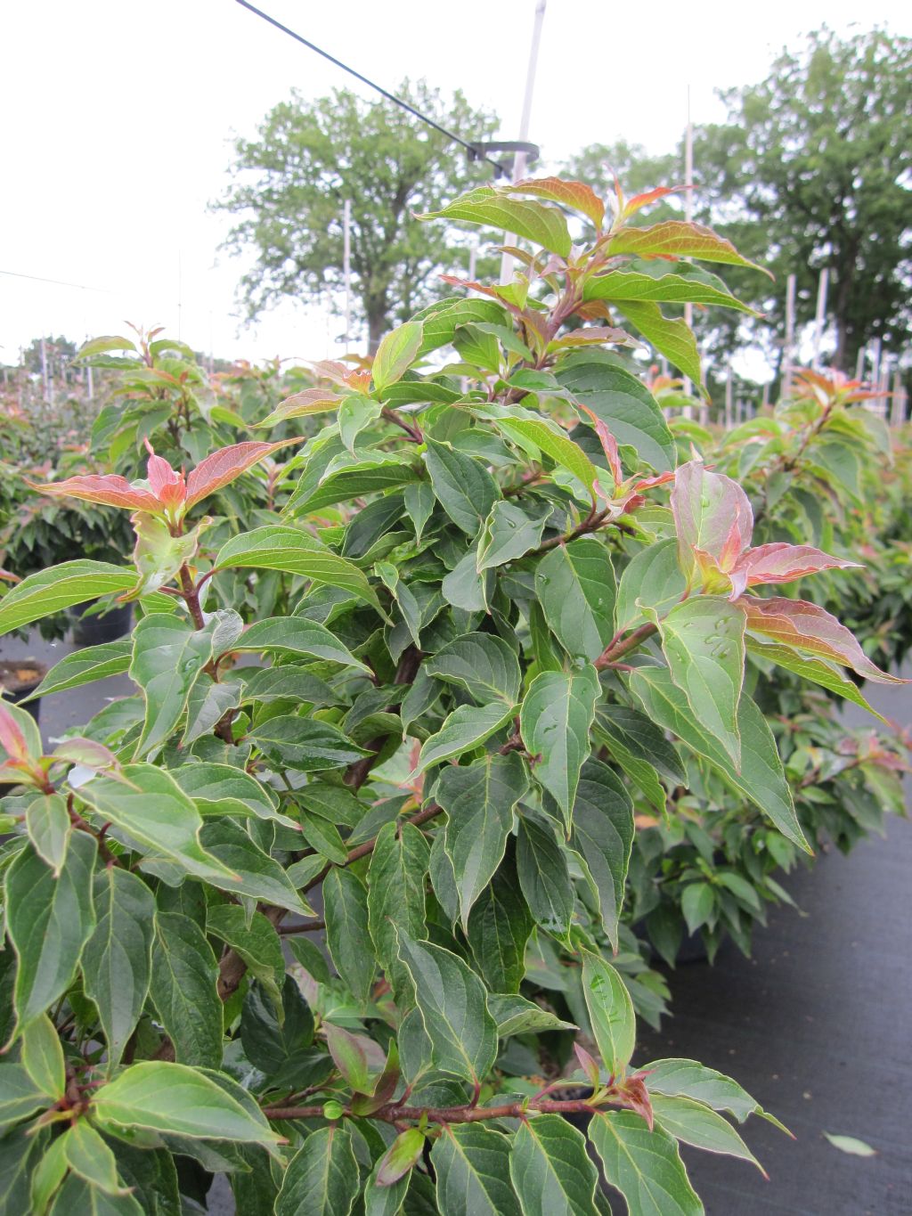 Zwerg Hartriegelbaum