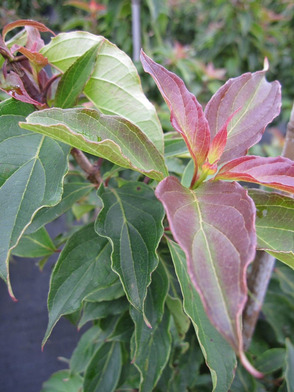 Zwerg Hartriegelbaum