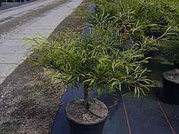Fagus sylvatica Mercedes Zwergfarnbuche Mercedes Federfarnbuche Bonsai  Raritt