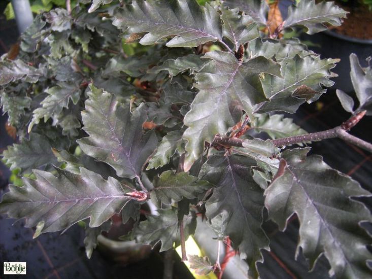 Baum Rotlaubig