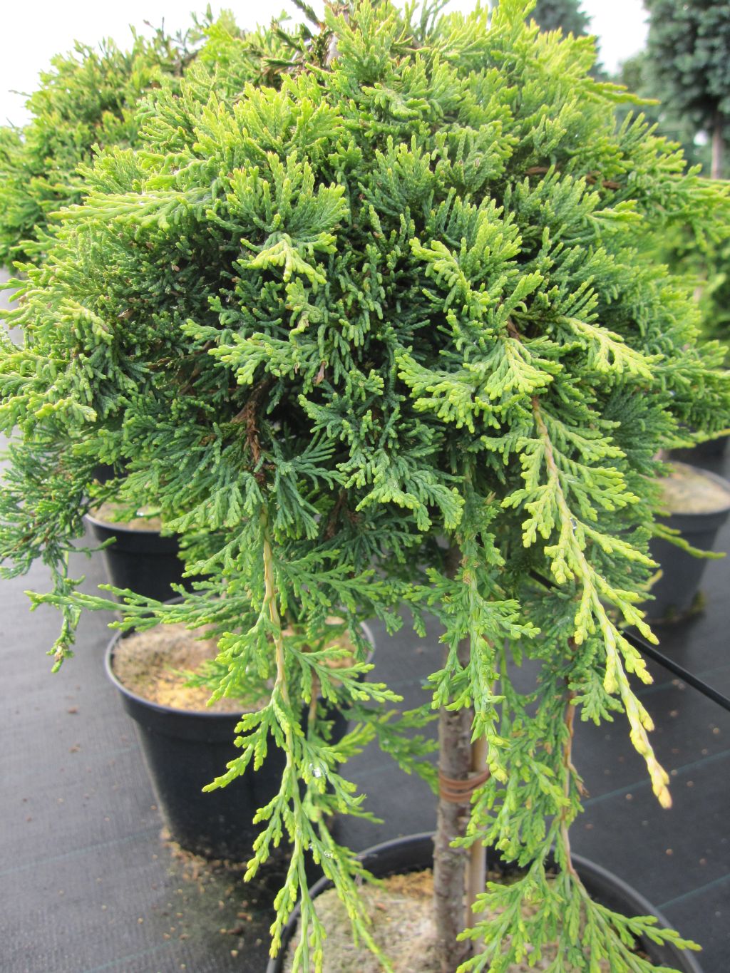 Juniperus communis Green Mantle - Kriechwacholder Green Mantle