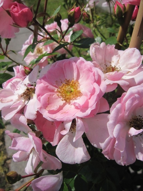Pink Fizz™ Kletterrose Bournonville™ syn Rose Bournonville™ syn Pink Fizz™ Pink Fizz™ Kletterrose Bournonville™ syn Rose Bournonville™ syn Pink Fizz™