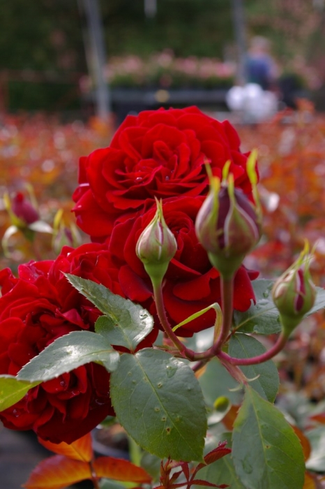 Kletterrose Naheglut® - Rosa Naheglut® - samtiges dunkelrot - Duft ...