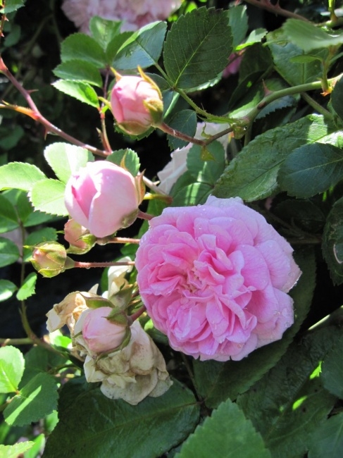 Kletterrose Dentelle de Malines® Rosa Dentelle des Malines®