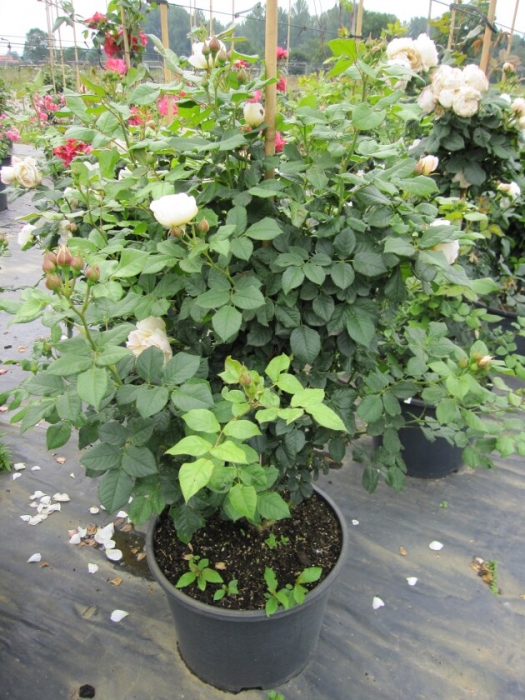 Kletterrose Uetersener Klosterrose® - Rosa Uetersener ...